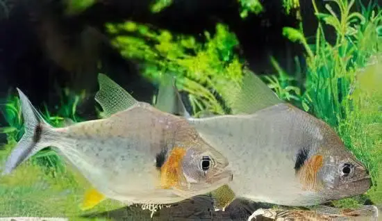 Yellow Tiger Piranha Serrasalmus Humeralis 10cm - Image 6
