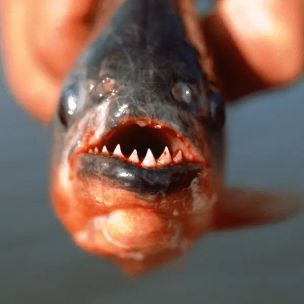 Yellow Tiger Piranha Serrasalmus Humeralis 10cm - Image 7