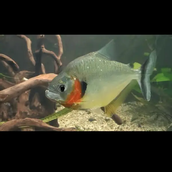 Yellow Tiger Piranha Serrasalmus Humeralis 10cm - Image 5