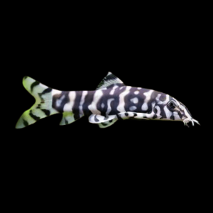 YoYo Pakistani Loach Botia Almorhae 4cm