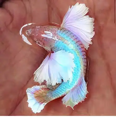 Male Betta Premium - Image 8