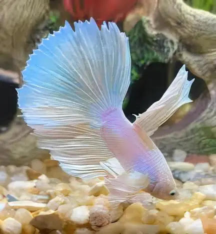 Male Betta Premium - Image 7