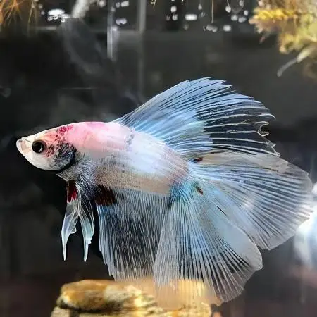 Male Betta Premium - Image 6