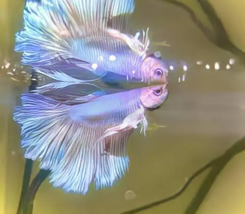 Male Betta Premium - Image 9