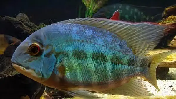 True Parrot Cichlid Hoplarchus Psittatus 10cm - Image 5