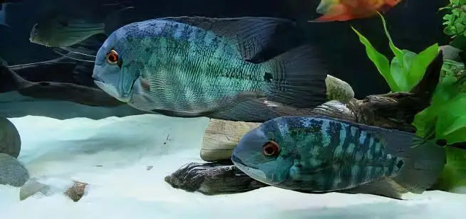 True Parrot Cichlid Hoplarchus Psittatus 10cm - Image 6