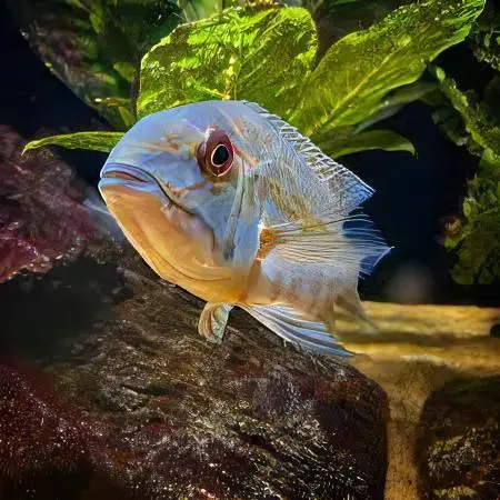 True Parrot Cichlid Hoplarchus Psittatus 10cm - Image 4