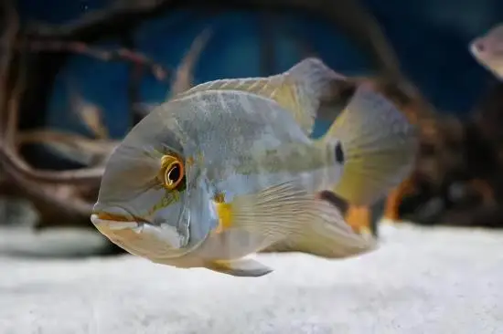 True Parrot Cichlid Hoplarchus Psittatus 10cm - Image 3