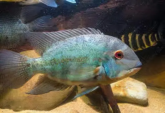 True Parrot Cichlid Hoplarchus Psittatus 10cm - Image 7