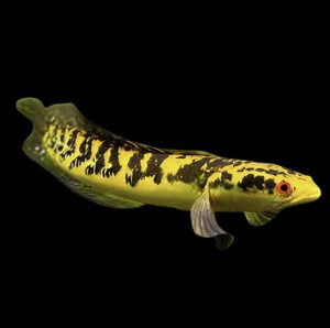 Raiu Yellow Emperor Snakehead Channa Marulioidis 10cm