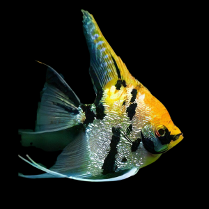 Tropical Fish Guide: Stock Your Aquarium Right