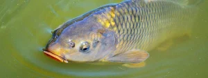 Common Carp with DC Freshwaterfish