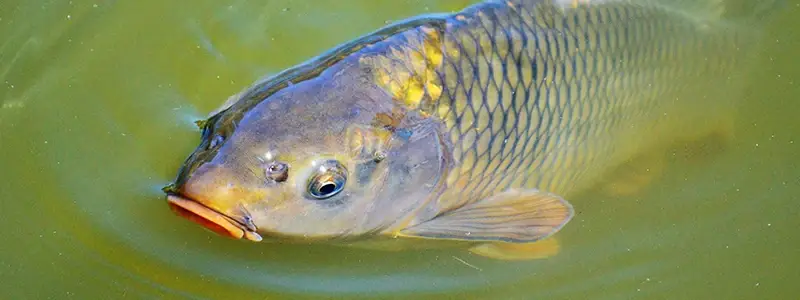 Common Carp with DC Freshwaterfish