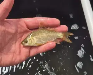 F1 Carp