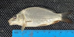Ghost Koi 1