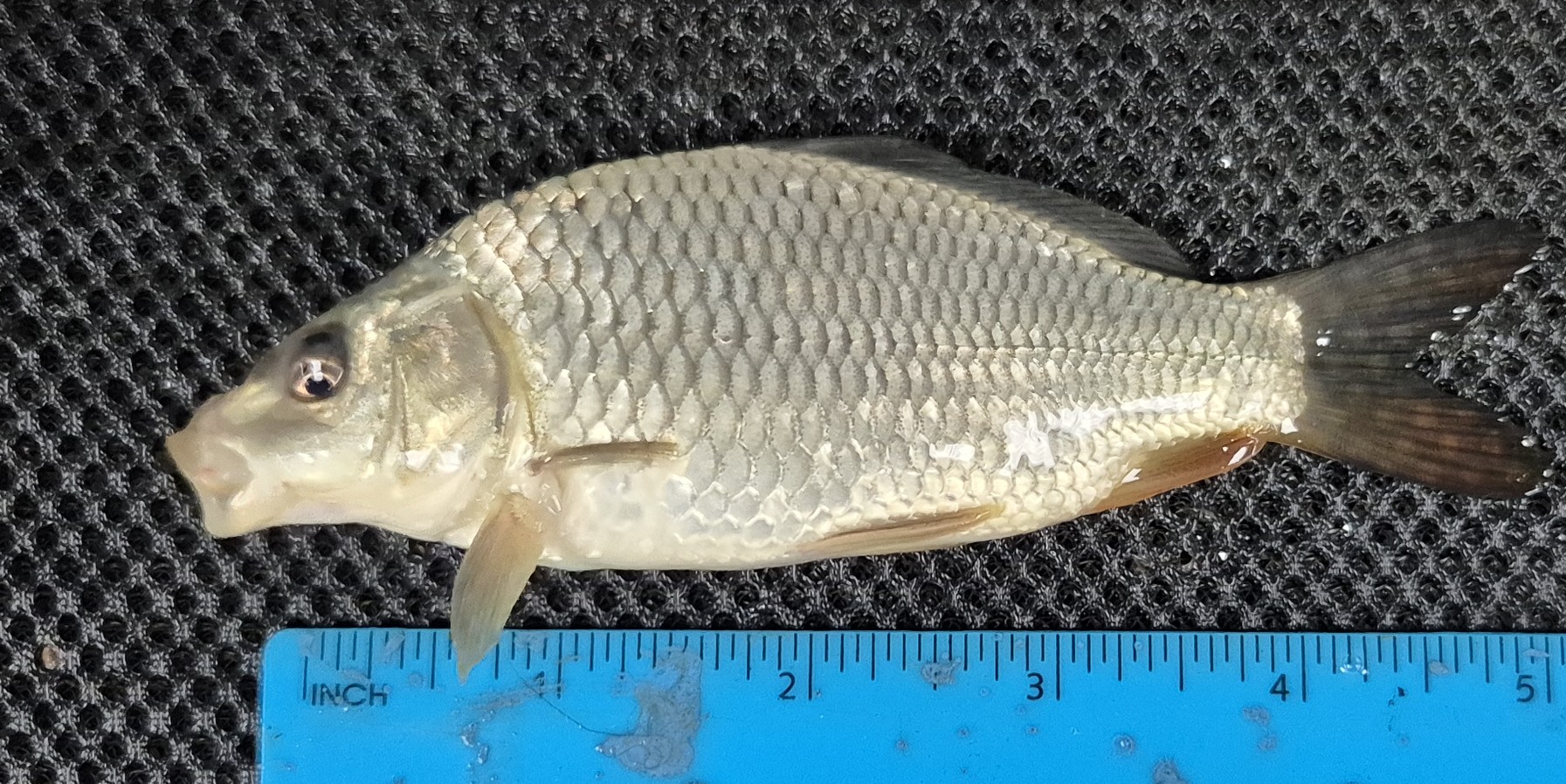 Ghost Koi 1