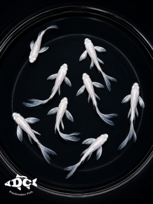Butterfly Koi (Platinum white)