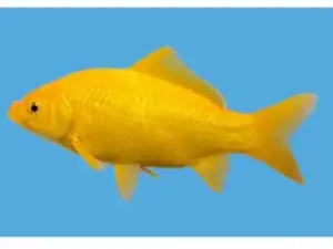 Canary Goldfish