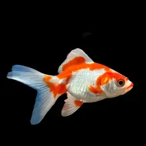 Red And White Fantail Goldfish