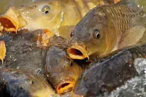 F1 Carp at dc freshwater fish