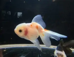 Red And White Large Oranda