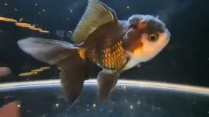High Grade Tri Colour Oranda