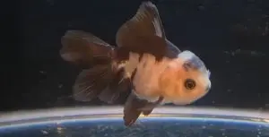 High Grade Panda Oranda