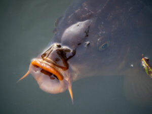 Mirror Carp Special Deal at DC Freshwater fish