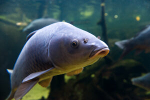UK native fish at DC Freshwater Fish