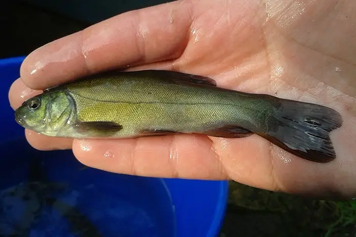 tench UK native fish DC freshwater fish