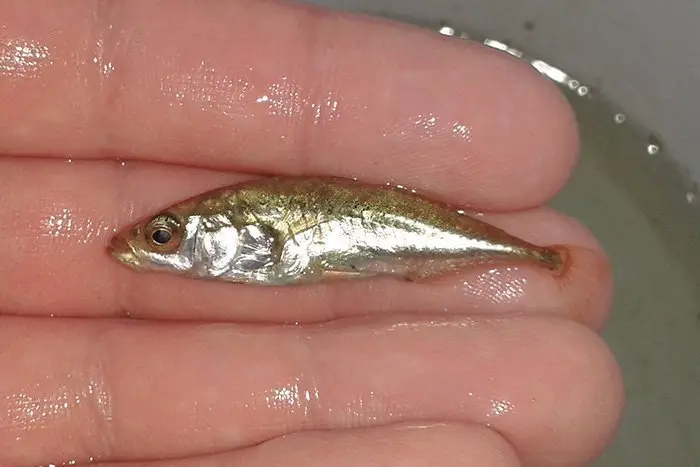 stickleback dc freshwater fish uk native fish