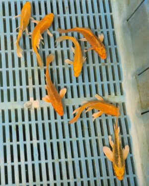Butterfly Koi (Platinum Yellow)