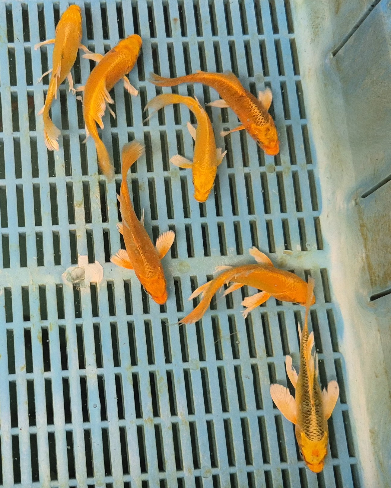 Butterfly Koi (Platinum Yellow)