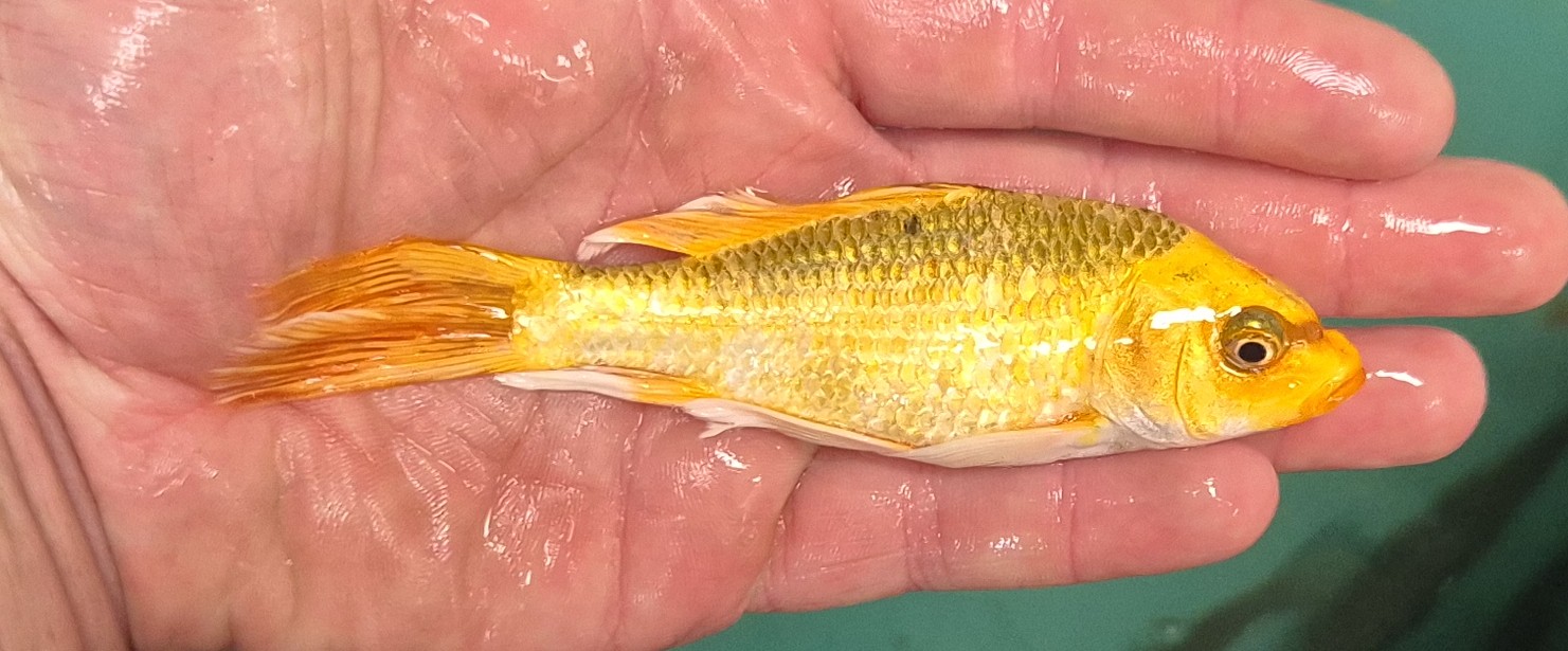 Butterfly Koi (Platinum Yellow) - Image 2