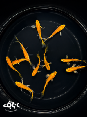 Butterfly Koi (Platinum Yellow)