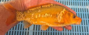 Orange Koi 1