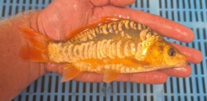 Orange Koi 2