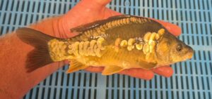 Select Mirror Carp 02
