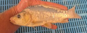 Blue Koi 1