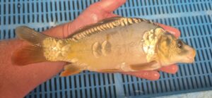 Ghost Koi 3
