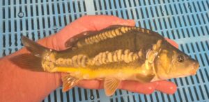 Select Mirror Carp 01