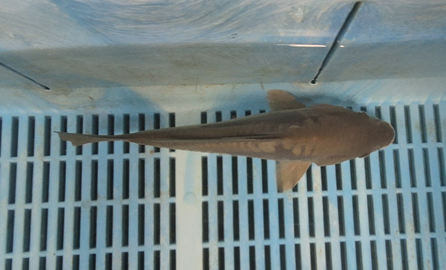 Select Mirror Carp 03 - Image 2