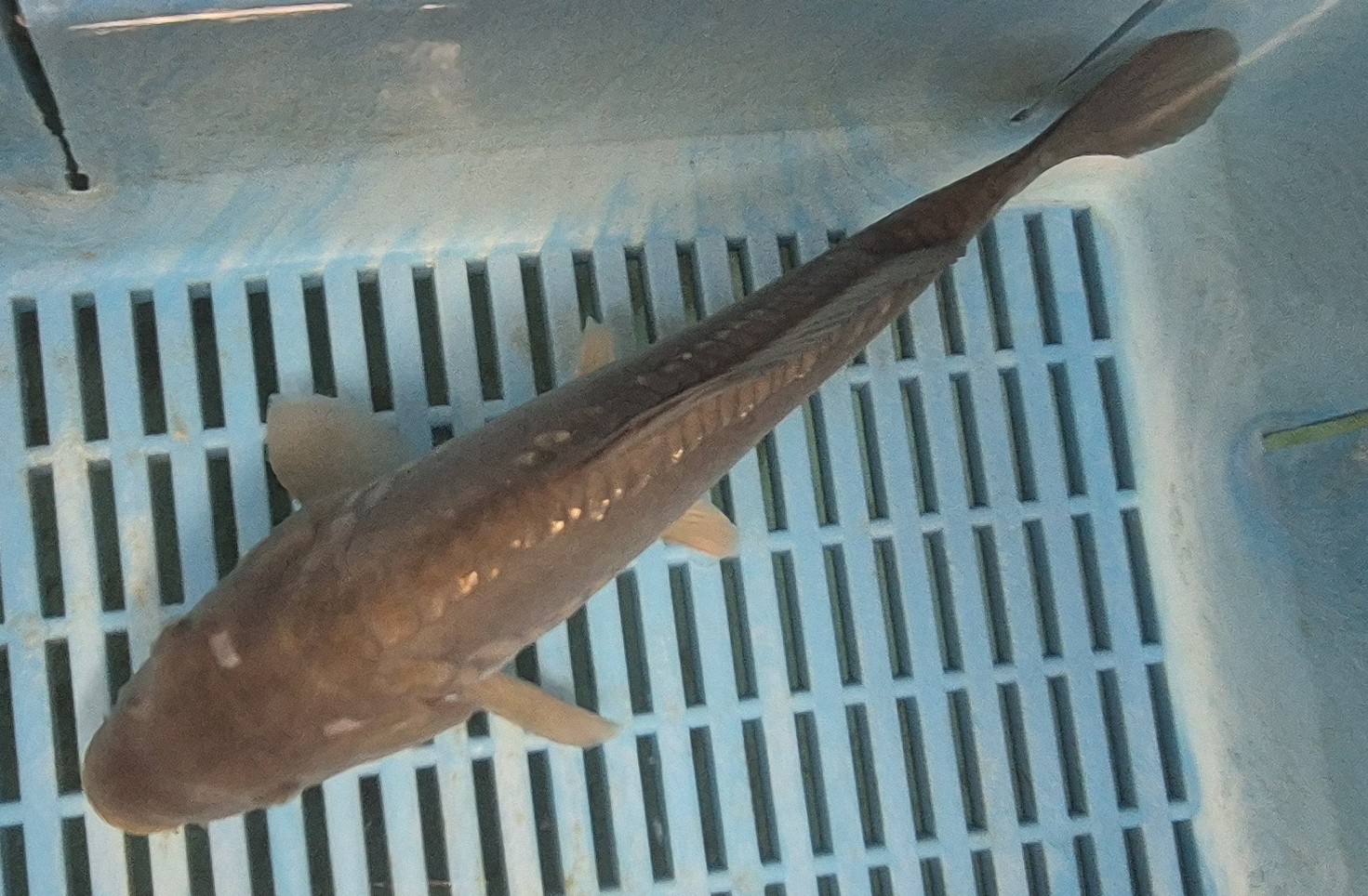 Select Mirror Carp 04 - Image 2