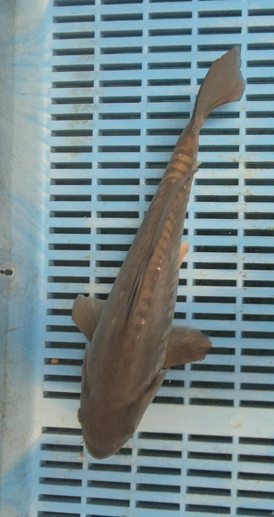 Select Mirror Carp 05 - Image 2