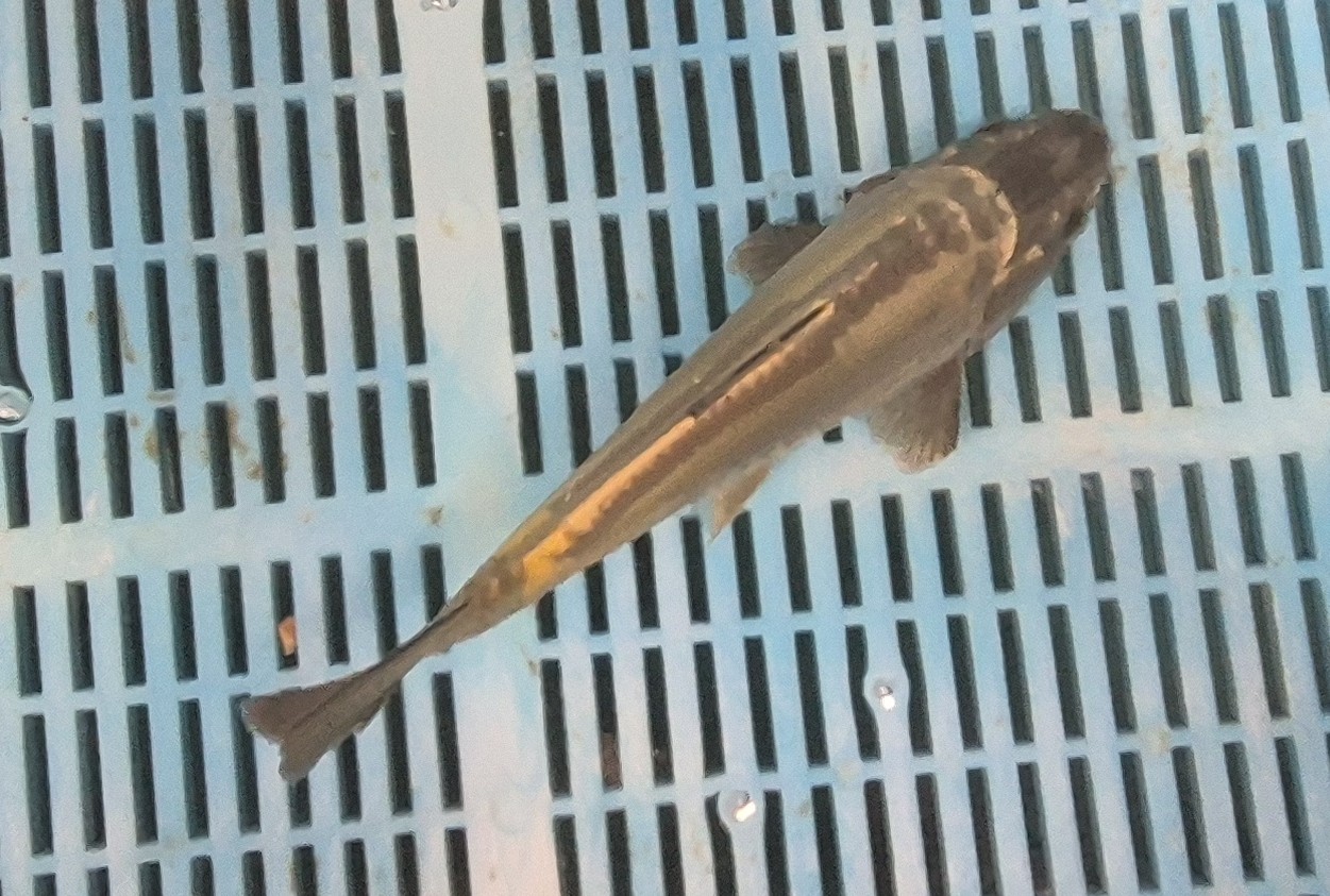 Ghost Koi 5 - Image 2