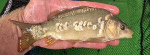 Select Mirror Carp 01