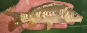 Select Mirror Carp 04