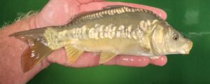 Select Mirror Carp 03