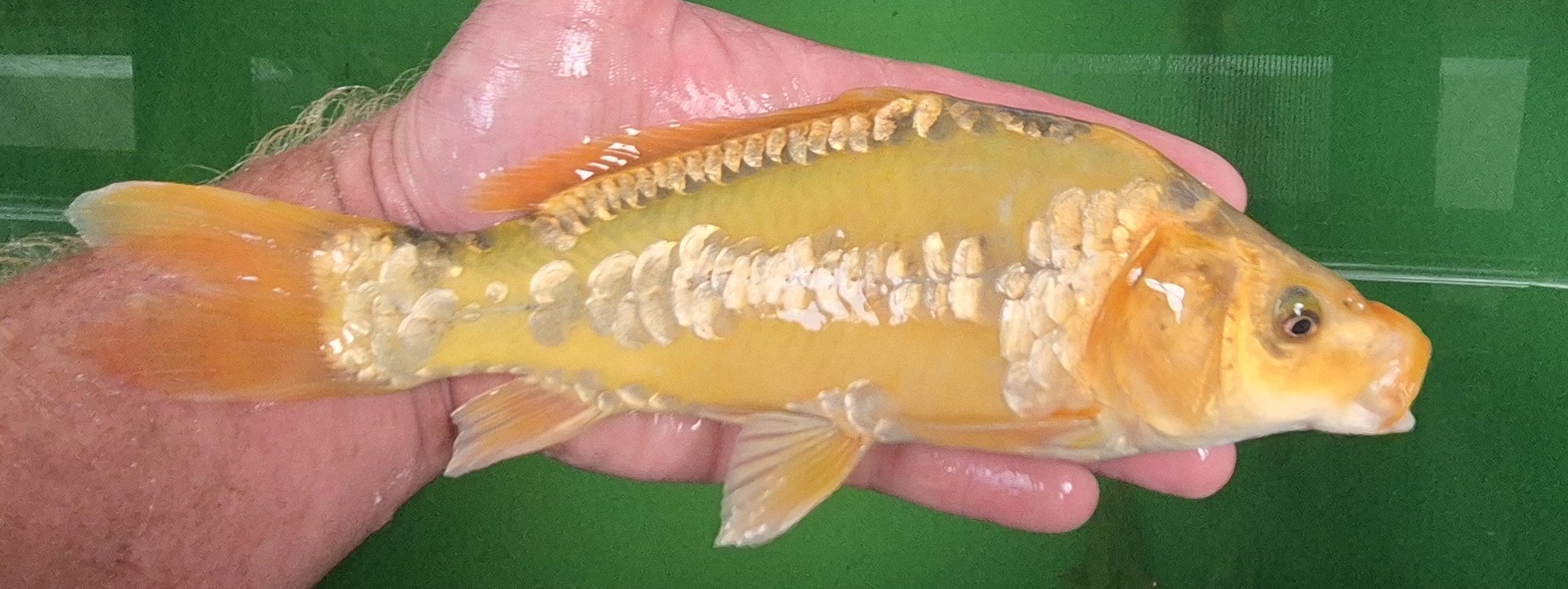 Orange Koi 2