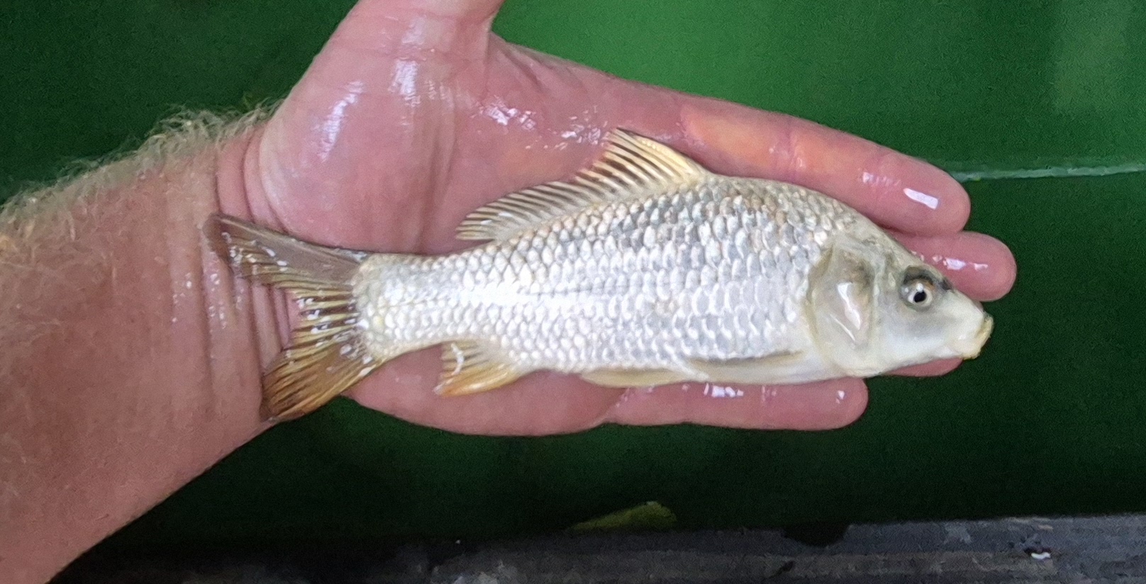 Ghost Koi 5